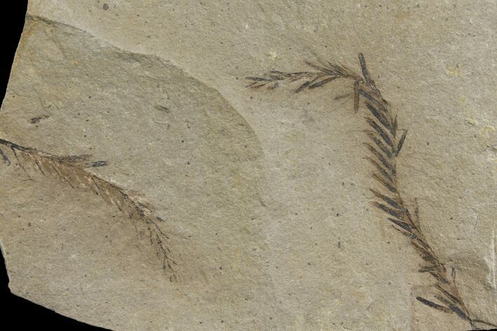 Dawn Redwood (Metasequoia) Fossils - Montana #142572